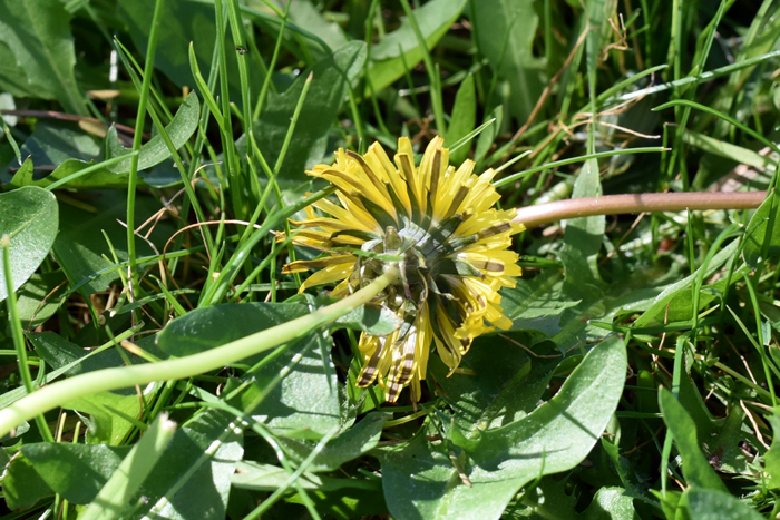 Common Dandelion flowering heads are surrounded in green to dark green bracts or phyllaries as shown in the photo. Taraxacum officinale